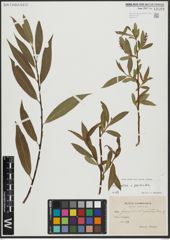 Foto von Salix alba L. x Salix pentandra L.